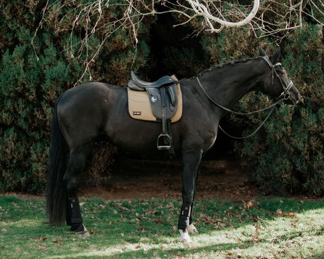 HUSK. Home Shop our Breathable Boots Saddle Pads Rugs